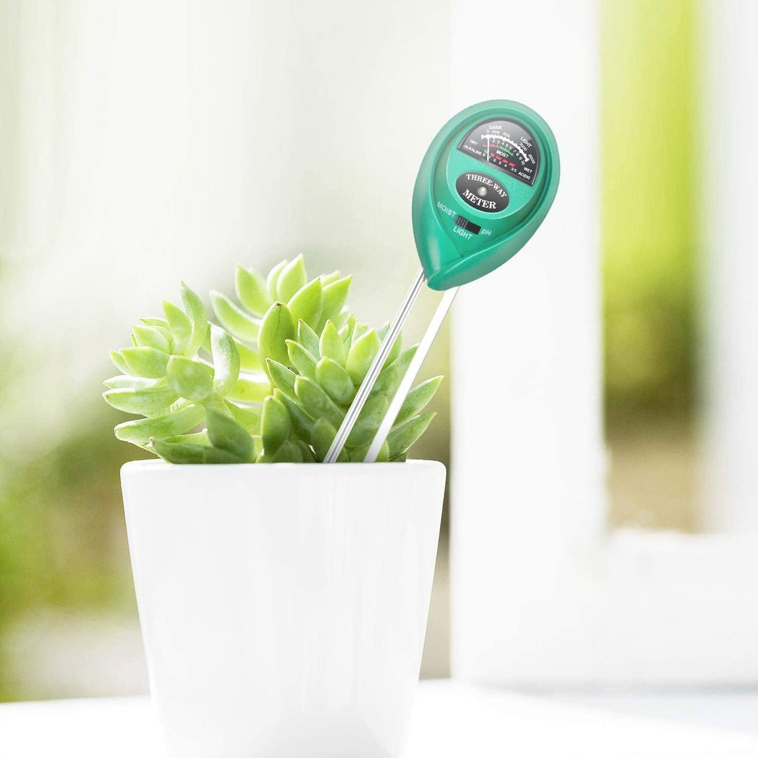 Bringing Plants Indoors: Your Fall Houseplant Reset