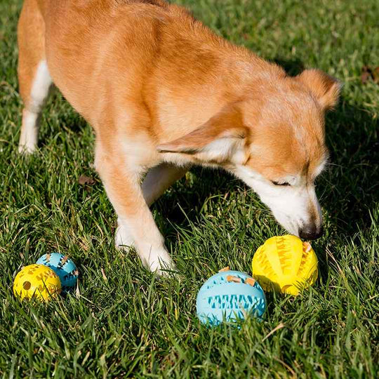 Cute Puppy Puzzle Teething Food Ball Toys