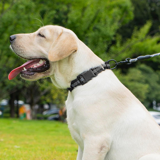 Dog Collar with AirTag Holder, Reflective Nylon, Quick Release Buckle (MOQ 10 Sets)
