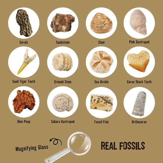 Fossil Dig Kit - Excavate 12 Prehistoric Fossils