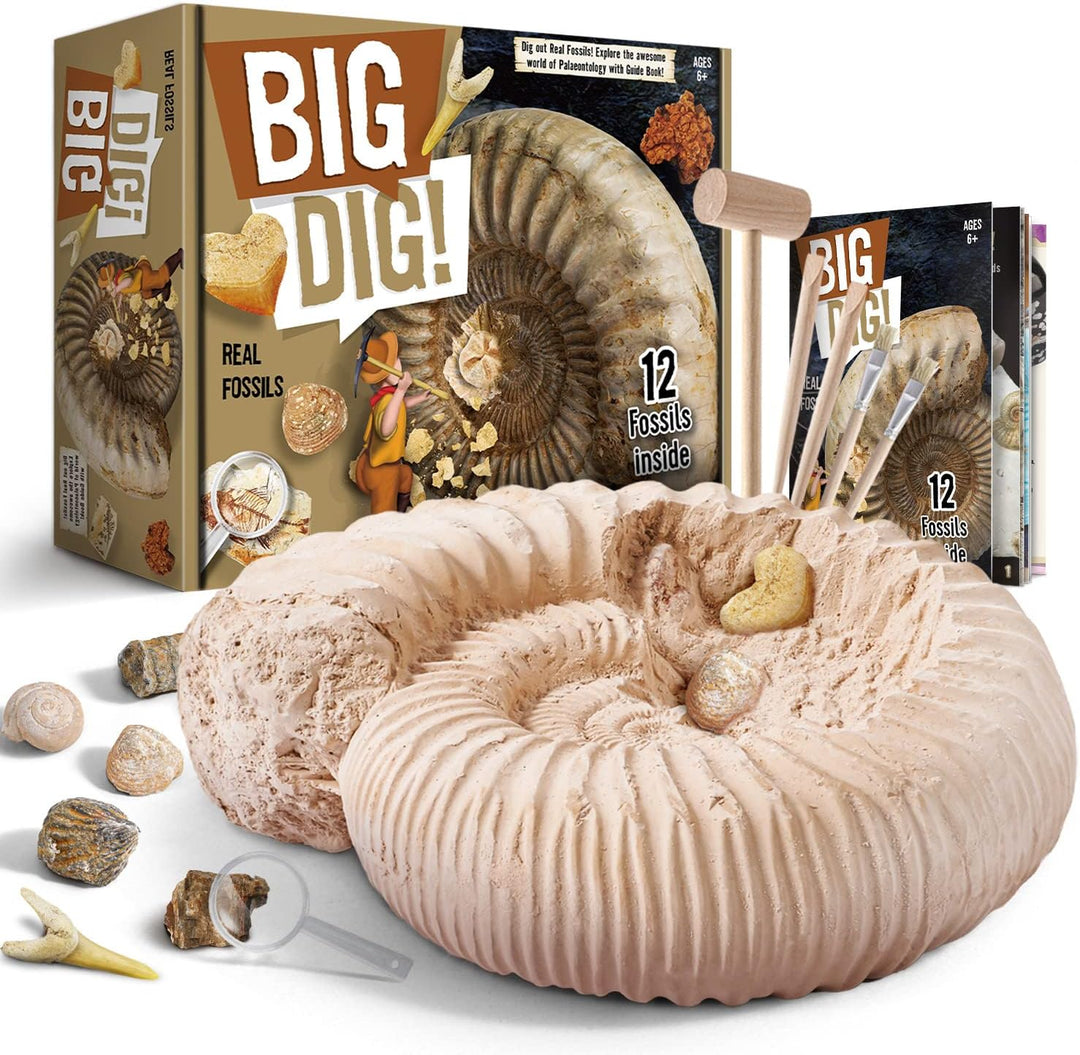 Fossil Dig Kit - Excavate 12 Prehistoric Fossils (MOQ 10 Sets)