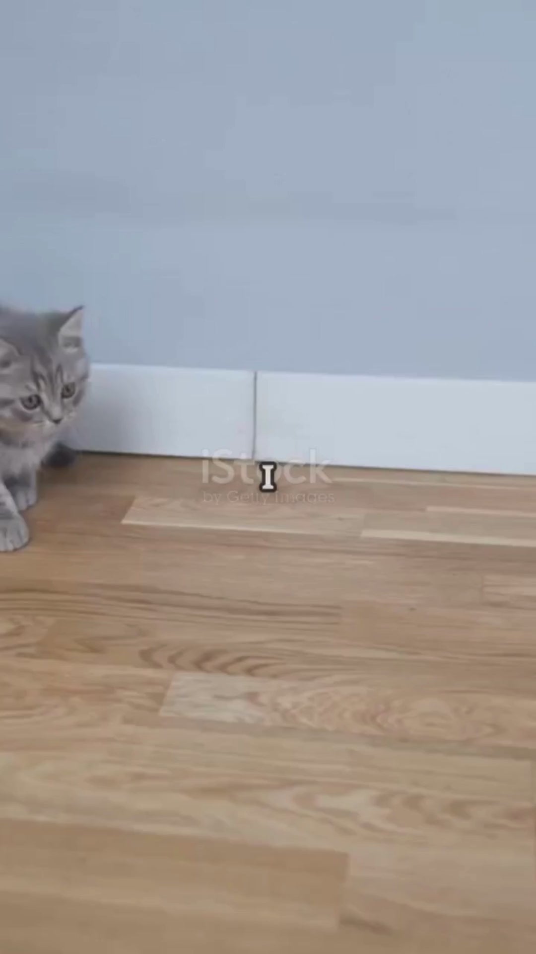 Roman Column Cat Ultimate Scratching Post (MOQ 10 Sets)