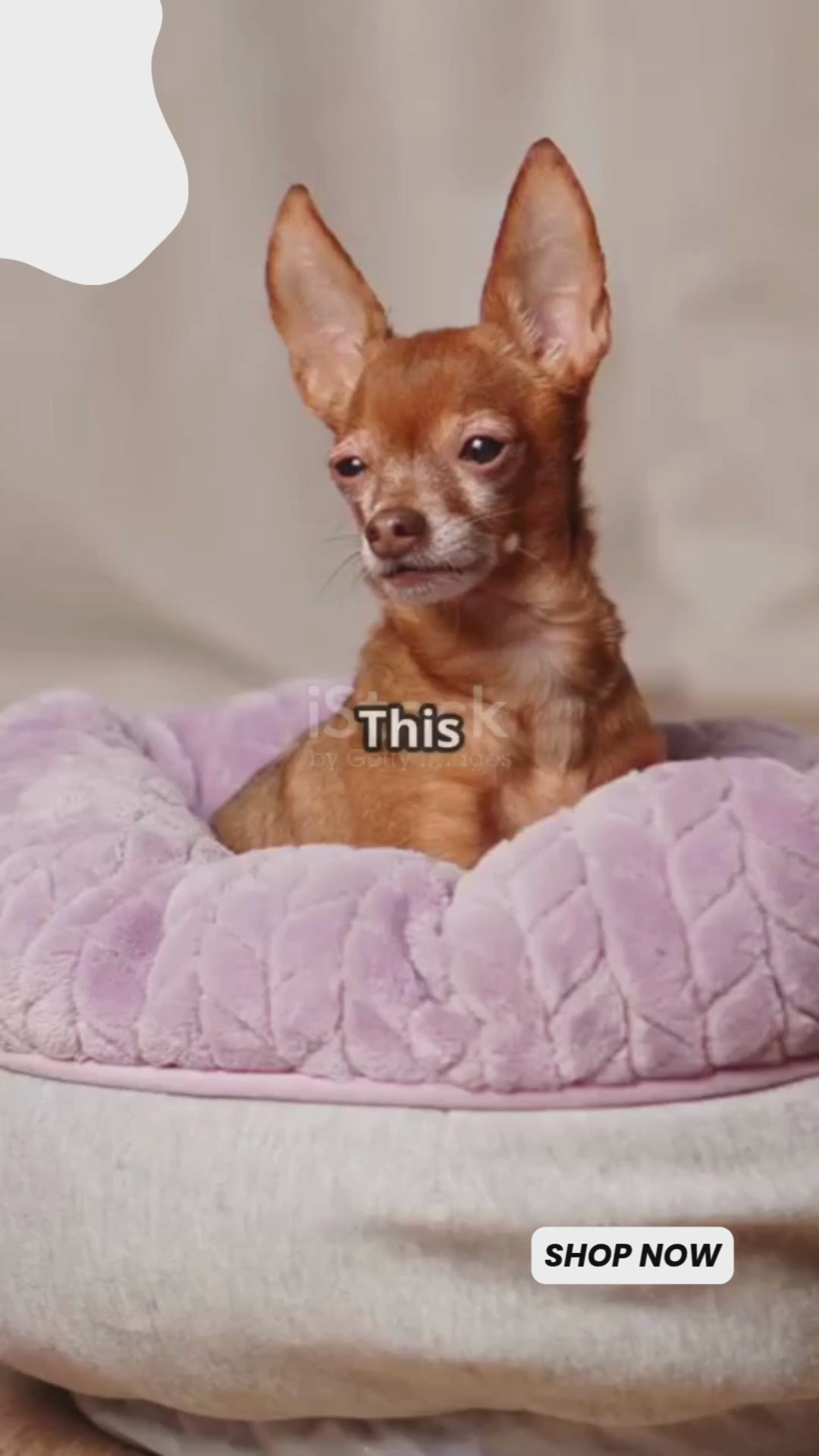 Raised Pet Hammock Bed, Wooden Frame Indoor Outdoor Dog Cot (MOQ 10 Sets)